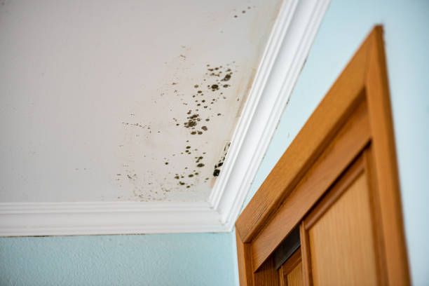 Best Office Mold Removal Services  in Emma, NC